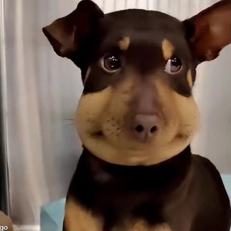 Dog stinged by a bee.